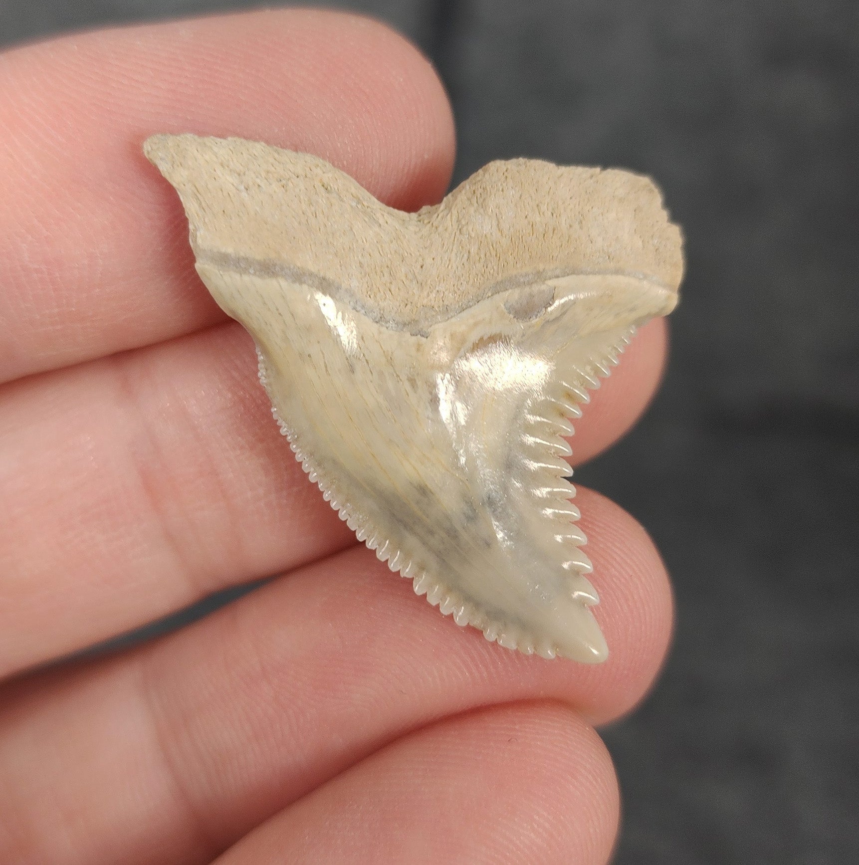 Close-up detail of serrations and enamel on 1.41″ Hemipristis fossil tooth from Bone Valley, Florida
