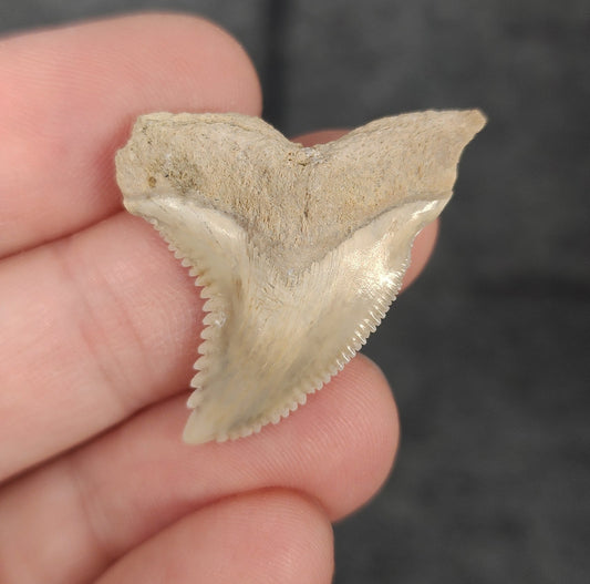 Front view of 1.41″ Hemipristis serra fossil tooth from Bone Valley, Florida