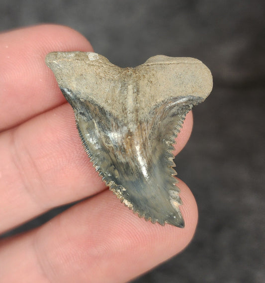 Front view of 1.41″ Hemipristis serra fossil shark tooth from Golden Beach, Florida