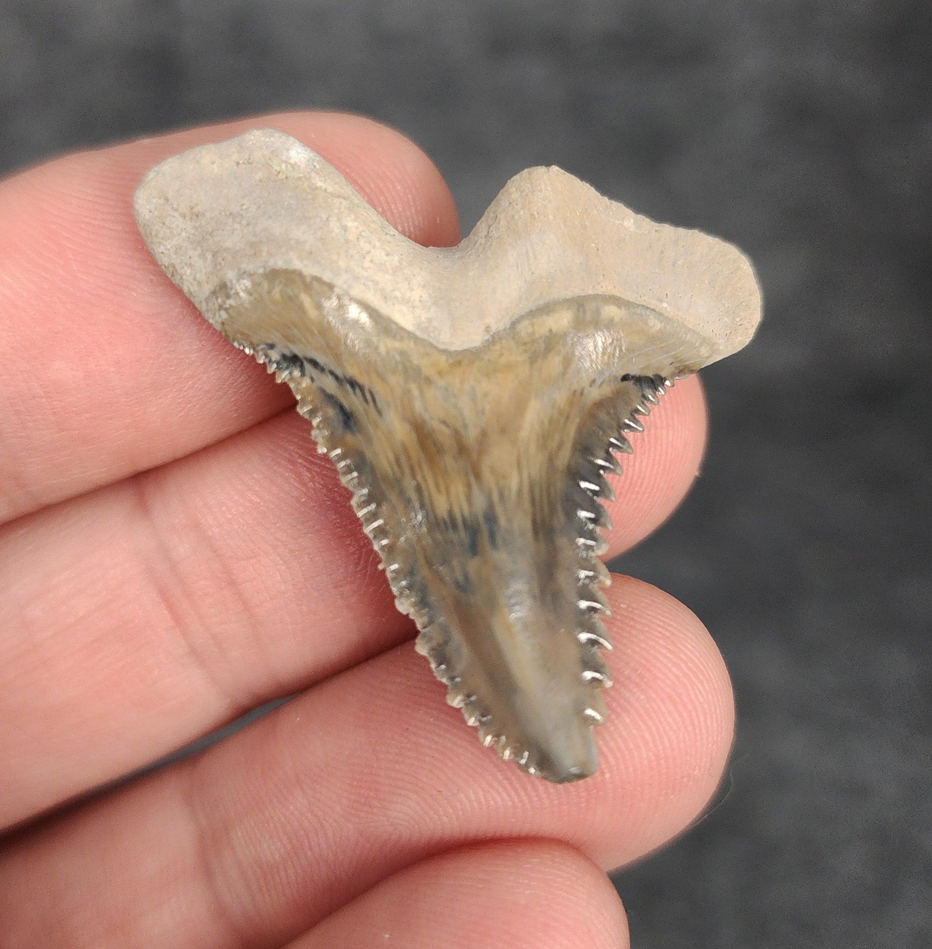 Close-up detail of serrations / enamel on 1.45″ Hemipristis tooth fossil from Bone Valley, Florida