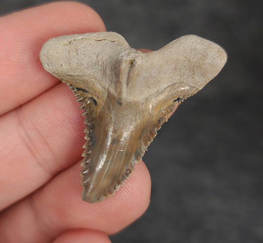 Front view of 1.45″ Hemipristis serra fossil tooth from Bone Valley, Florida