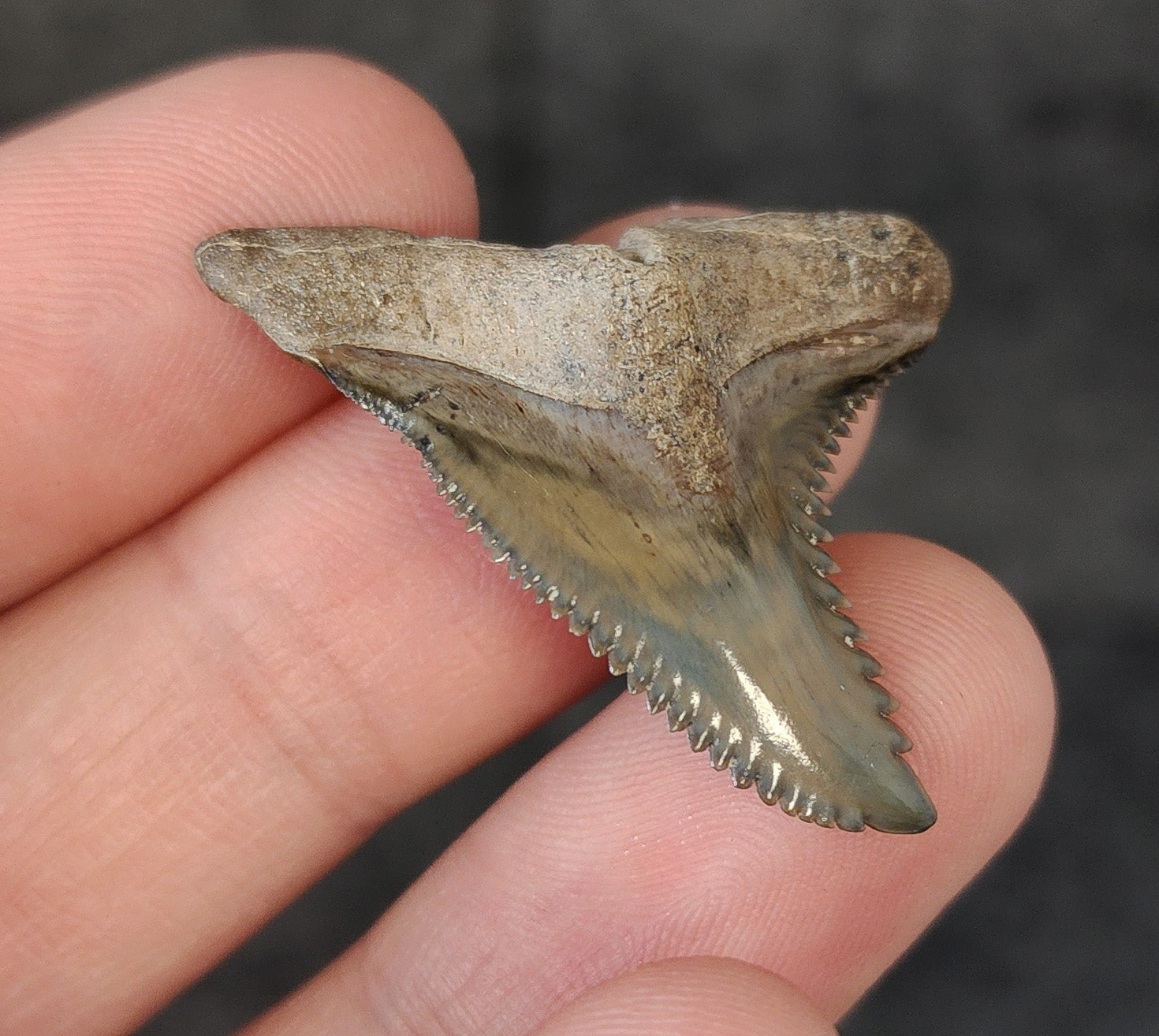 Angled perspective of 1.47″ Hemipristis tooth fossil (Bone Valley, Florida)