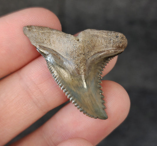 Front view of 1.47″ Hemipristis serra fossil tooth from Bone Valley, Florida