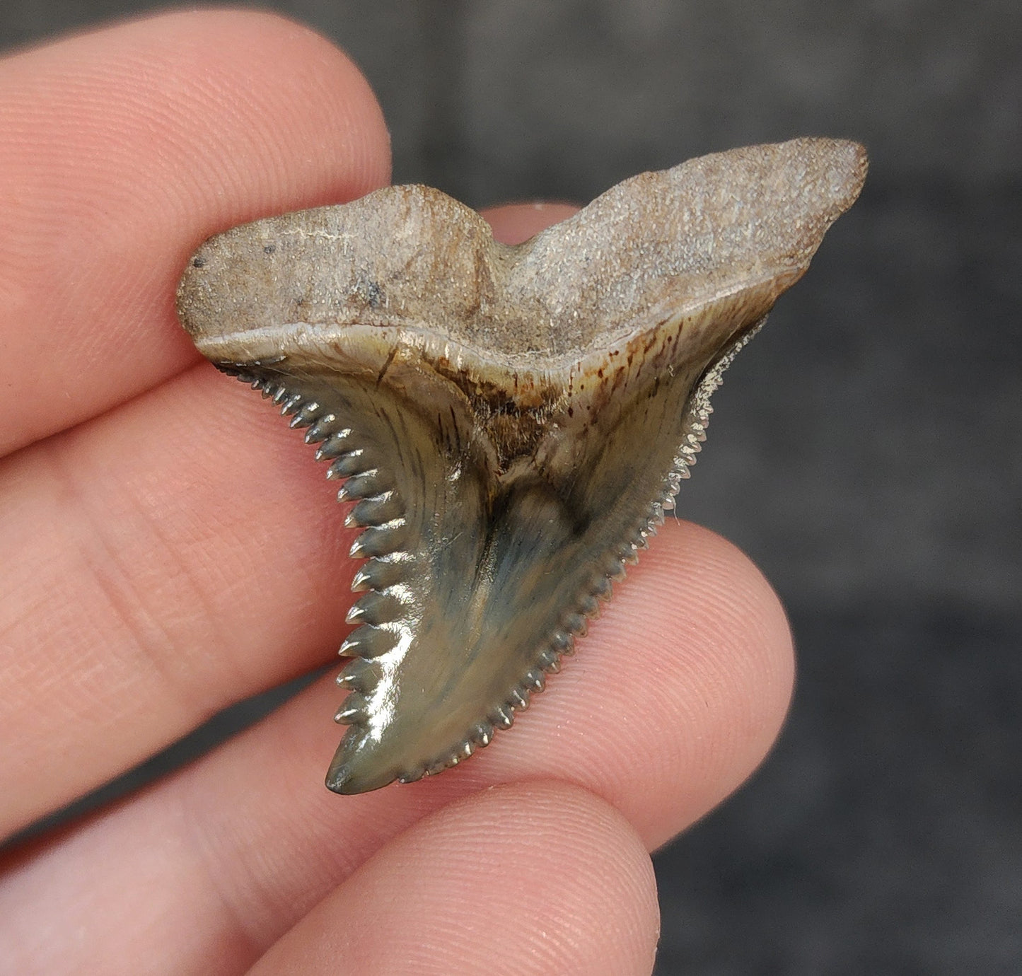 Back / root view of 1.47″ Hemipristis tooth fossil from Bone Valley, Florida