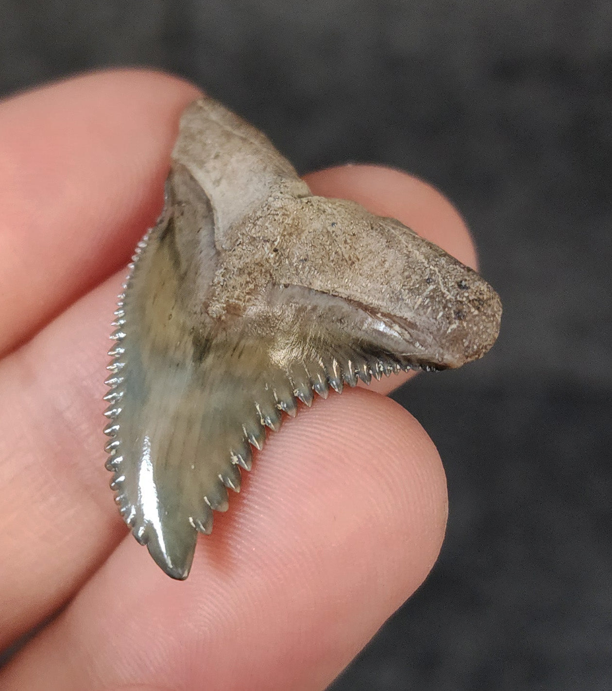 Close-up of serrations / enamel on 1.47″ Hemipristis tooth fossil from Bone Valley, Florida