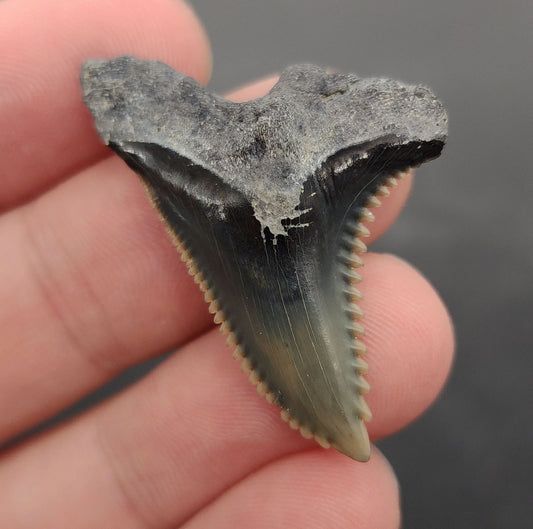 1.51 inch fossil Hemipristis serra (snaggletooth shark) tooth from Bone Valley, Florida – front view showing distinct serrations, triangular crown, and creamy enamel coloration