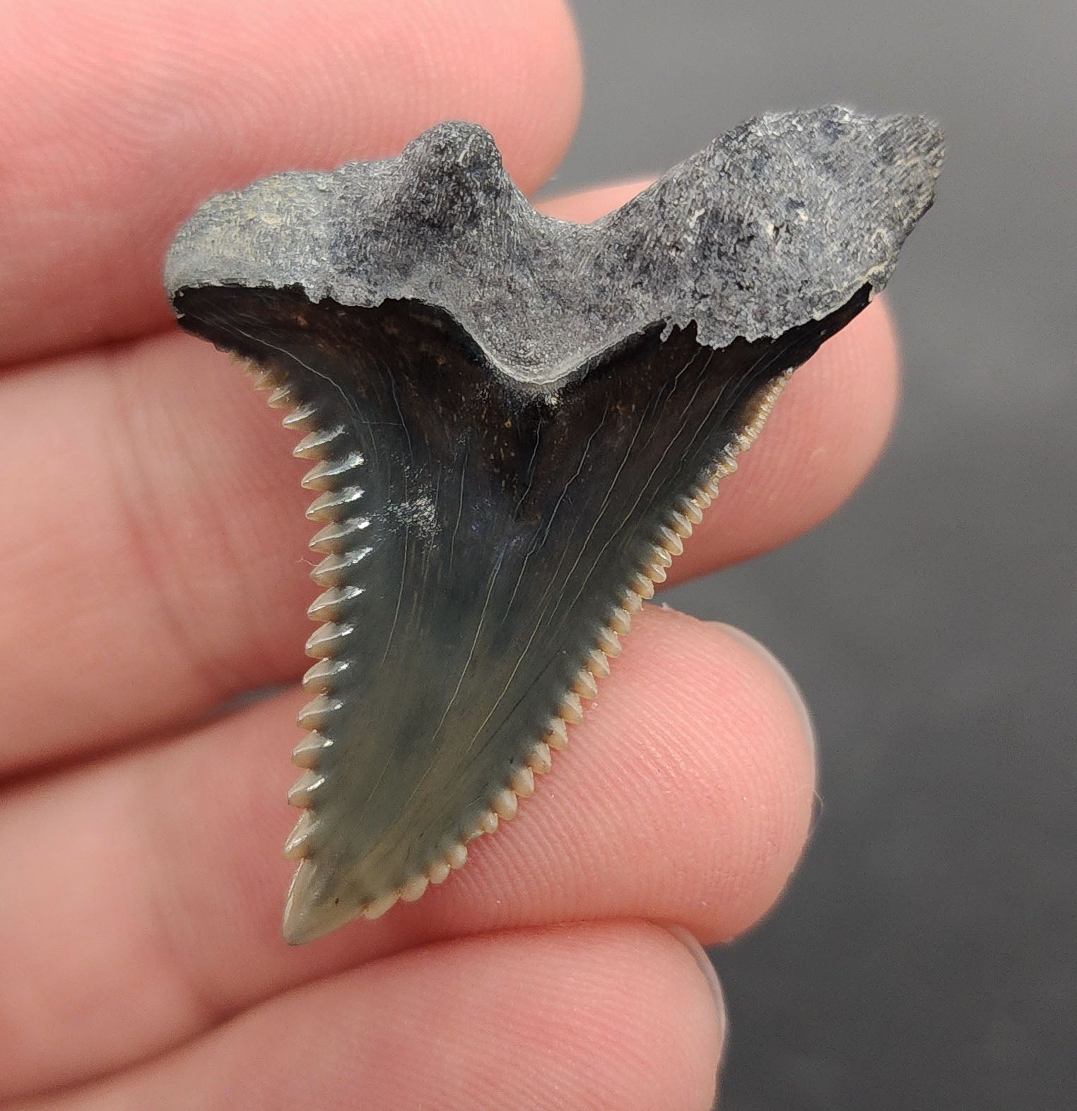 Authentic 1.51 inch Bone Valley Hemipristis tooth – angled side view highlighting robust root, serration detail, and natural tan-to-gray color gradient
