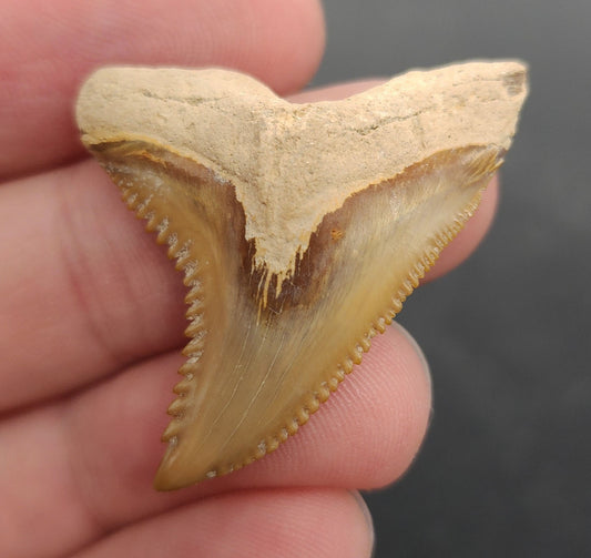 1.54 inch Hemipristis serra (snaggletooth shark) tooth from Bone Valley, Florida – front view showing sharply serrated edges, triangular crown, and creamy enamel coloration