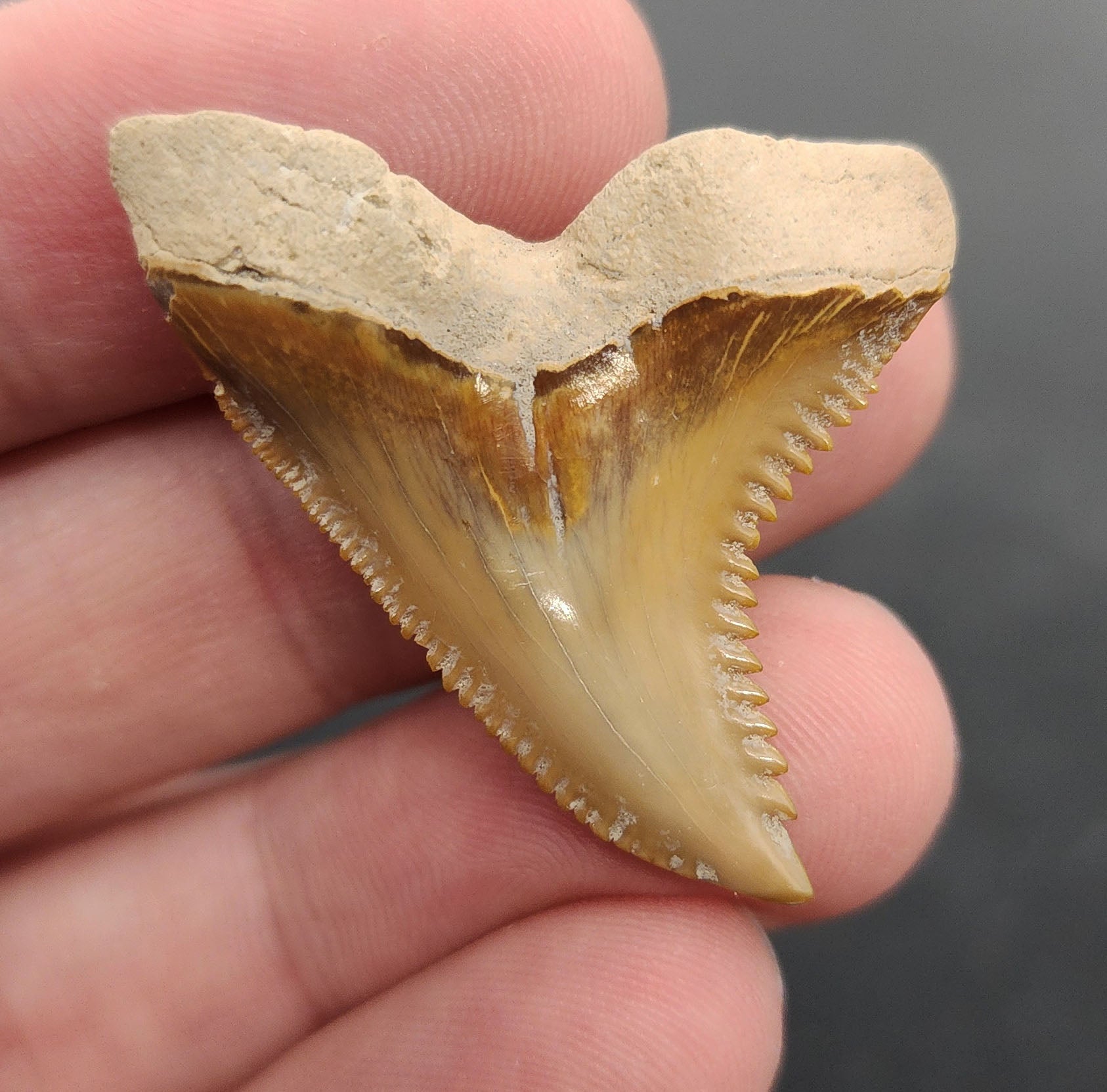Authentic 1.54 inch Bone Valley Hemipristis tooth – angled side view highlighting robust root structure, serration detail, and natural tan-to-gray gradient