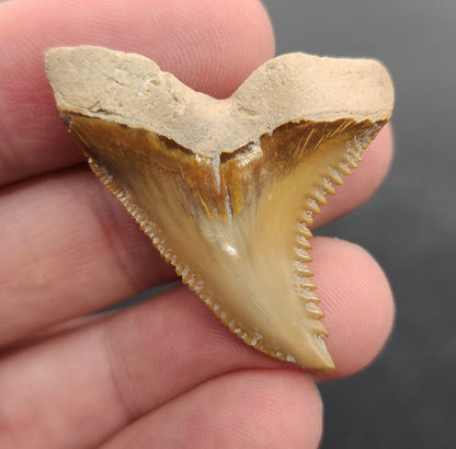 Authentic 1.54 inch Bone Valley Hemipristis tooth – angled side view highlighting robust root structure, serration detail, and natural tan-to-gray gradient