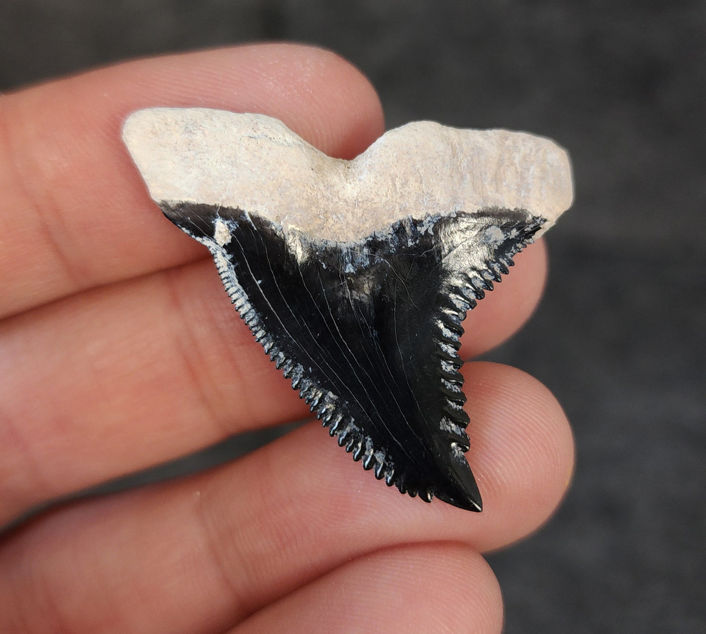 Close-up detail of serrations / enamel on 1.57″ Hemipristis tooth fossil from Bone Valley, Florida