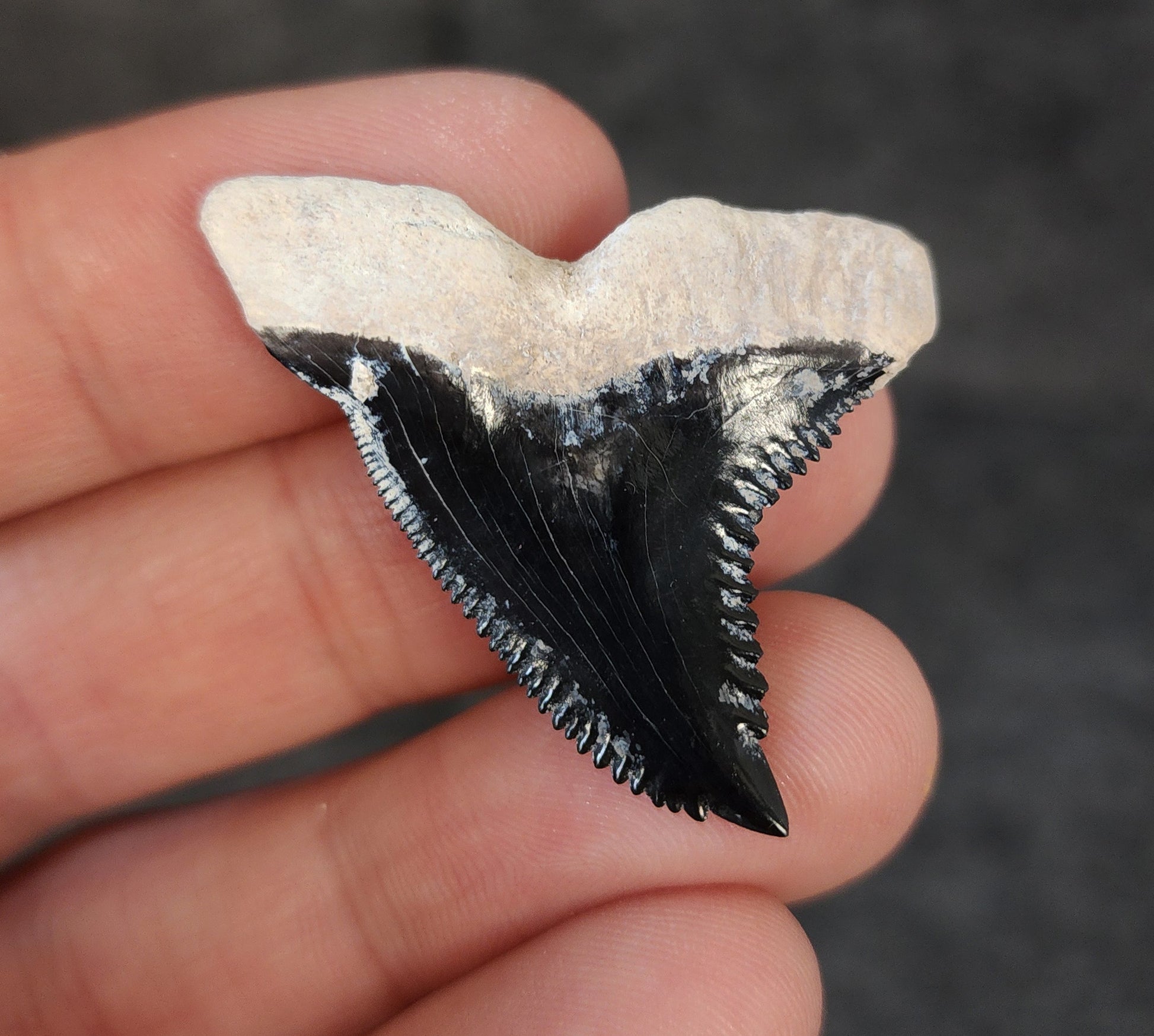 Close-up detail of serrations / enamel on 1.57″ Hemipristis tooth fossil from Bone Valley, Florida