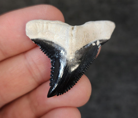 Front view of 1.57″ Hemipristis serra fossil tooth from Bone Valley, Florida