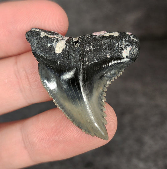 Front view of 1.57″ Hemipristis serra fossil tooth from Venice, Florida