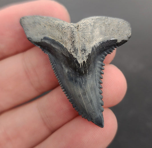1.73 inch Hemipristis serra (snaggletooth shark) tooth from Bone Valley, Florida – front view showcasing heavily serrated edges, dramatic curvature, and natural cream-to-gray enamel coloration