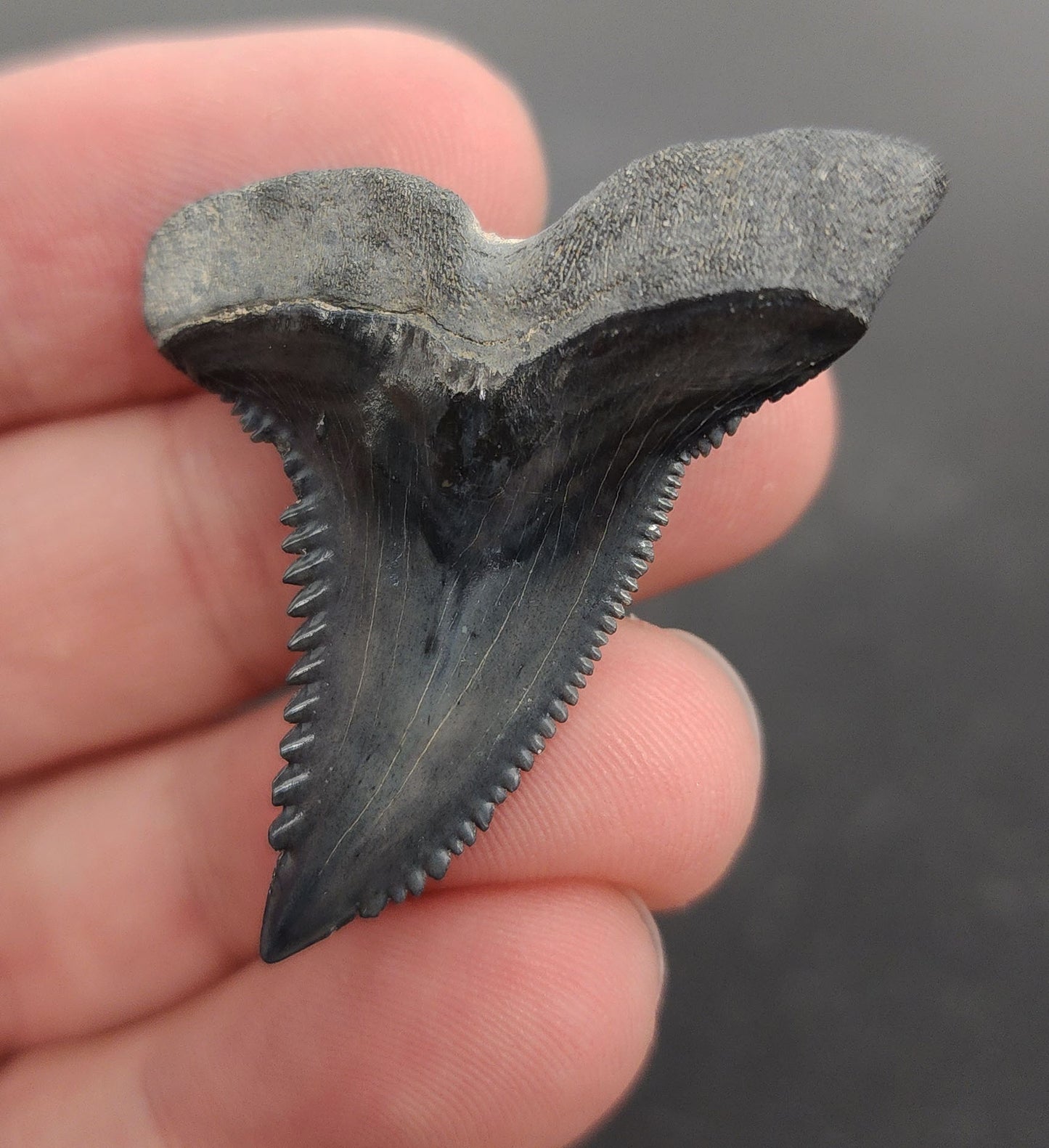 High‑quality 1.73 inch Bone Valley Hemipristis tooth – angled profile highlighting robust root with V-notch, pronounced serrations, and subtle color gradient