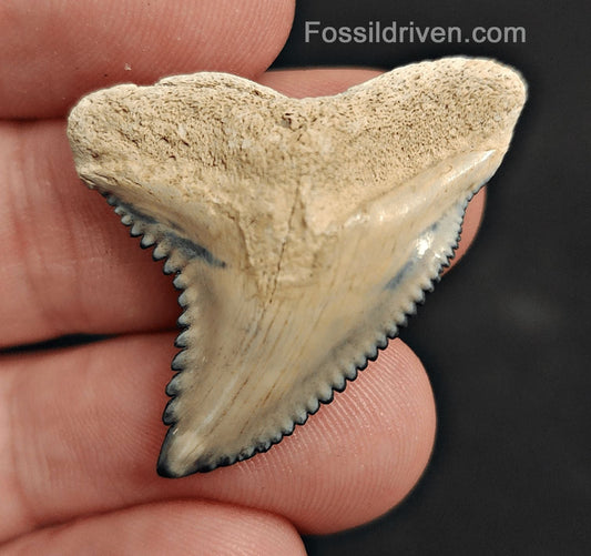 High Quality, 1.32" Fossil Hemipristis Shark Tooth - Bone Valley, Florida | Fossil Driven - Fossil Driven