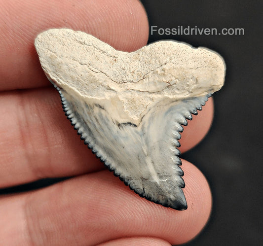 High Quality, 1.32" Fossil Hemipristis Shark Tooth - Bone Valley, Florida | Fossil Driven - Fossil Driven