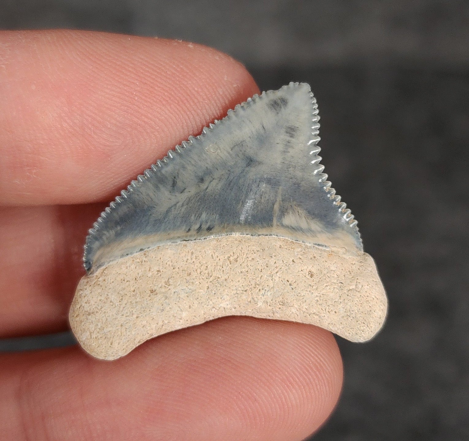 High Quality, 1.32" Fossil Megalodon Tooth - Bone Valley, Florida - Fossil Driven