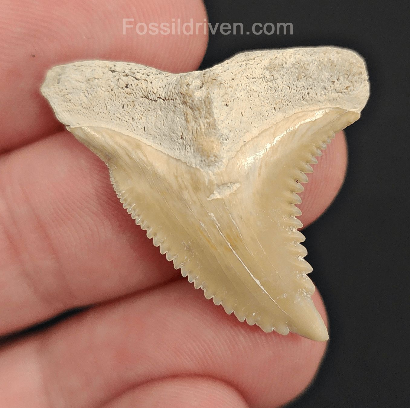 High-Quality, 1.33" Fossil Hemipristis Shark Tooth - Bone Valley, Florida | Fossil Driven - Fossil Driven