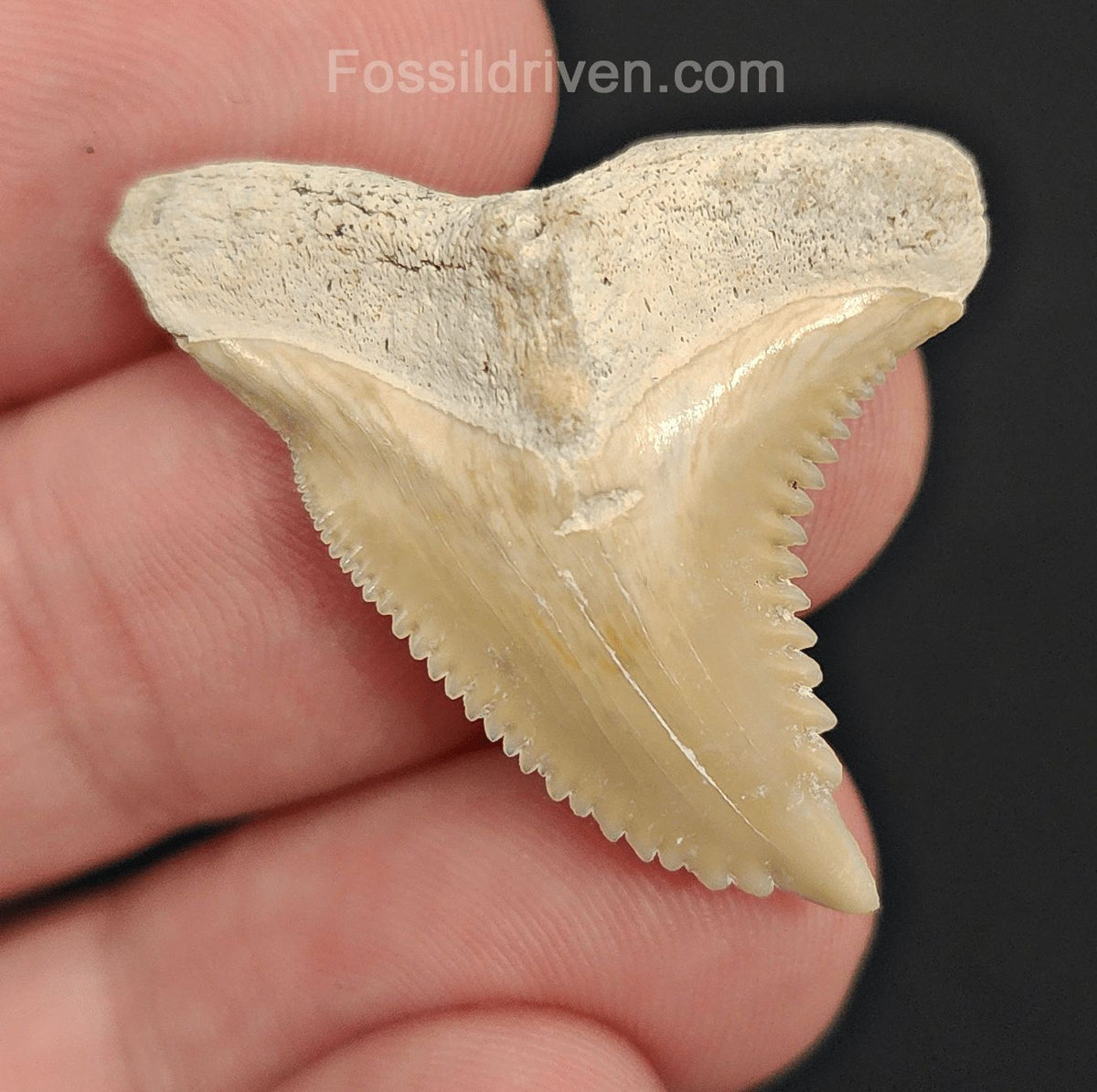 High-Quality, 1.33" Fossil Hemipristis Shark Tooth - Bone Valley, Florida | Fossil Driven - Fossil Driven