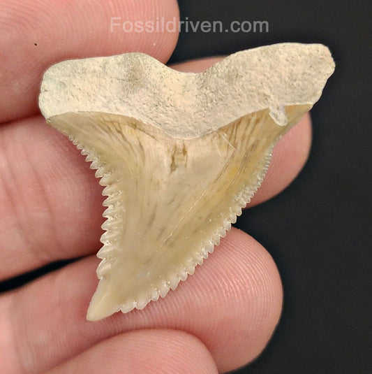 High-Quality, 1.33" Fossil Hemipristis Shark Tooth - Bone Valley, Florida | Fossil Driven - Fossil Driven