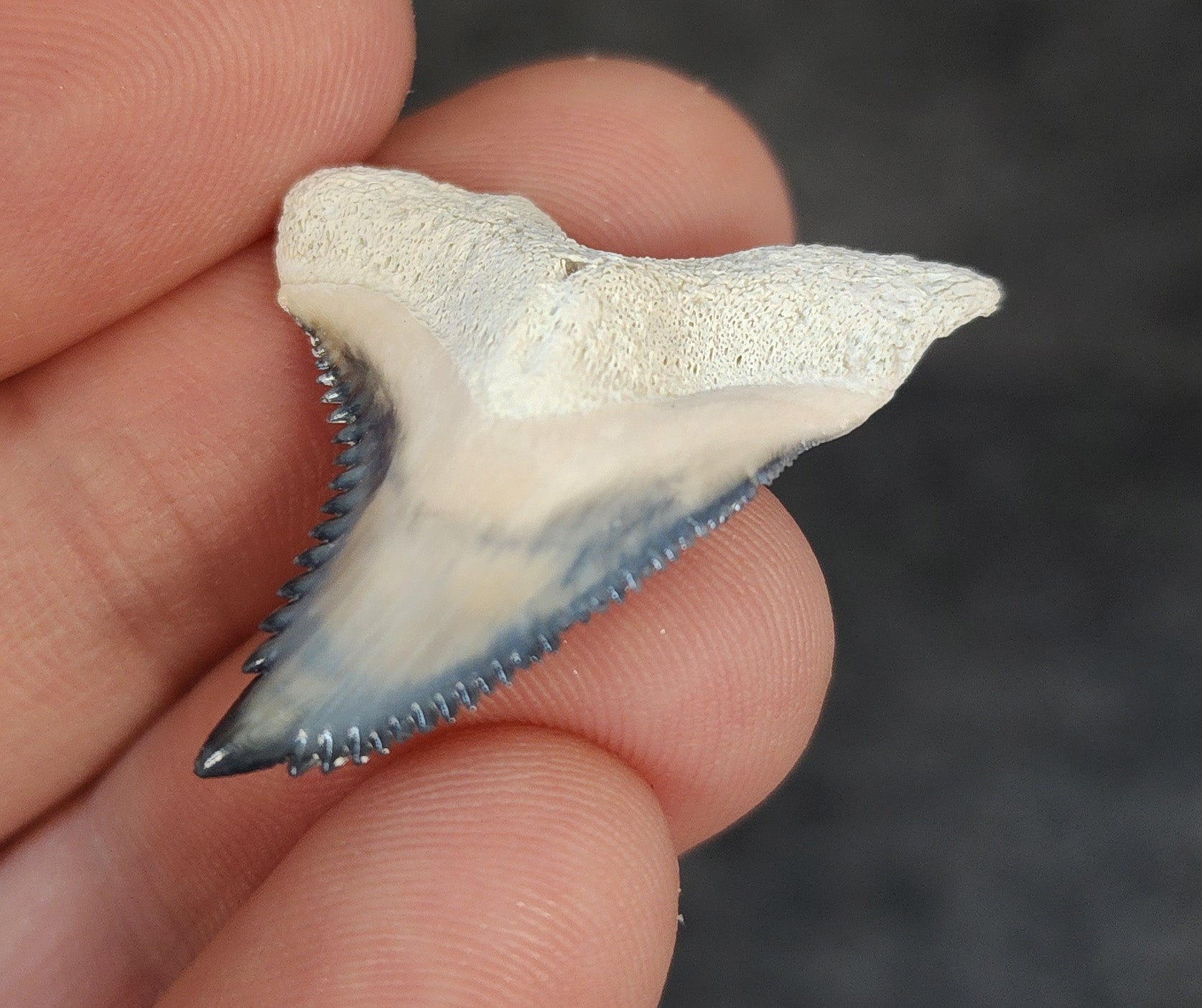 High Quality, 1.33" Fossil Hemipristis Tooth - Bone Valley, Florida - Fossil Driven