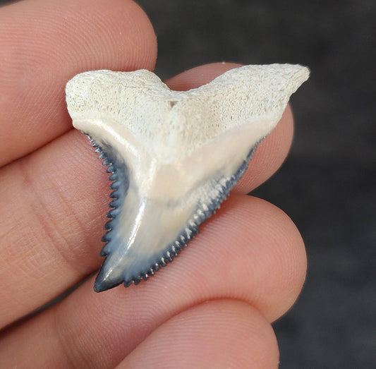 High Quality, 1.33" Fossil Hemipristis Tooth - Bone Valley, Florida - Fossil Driven