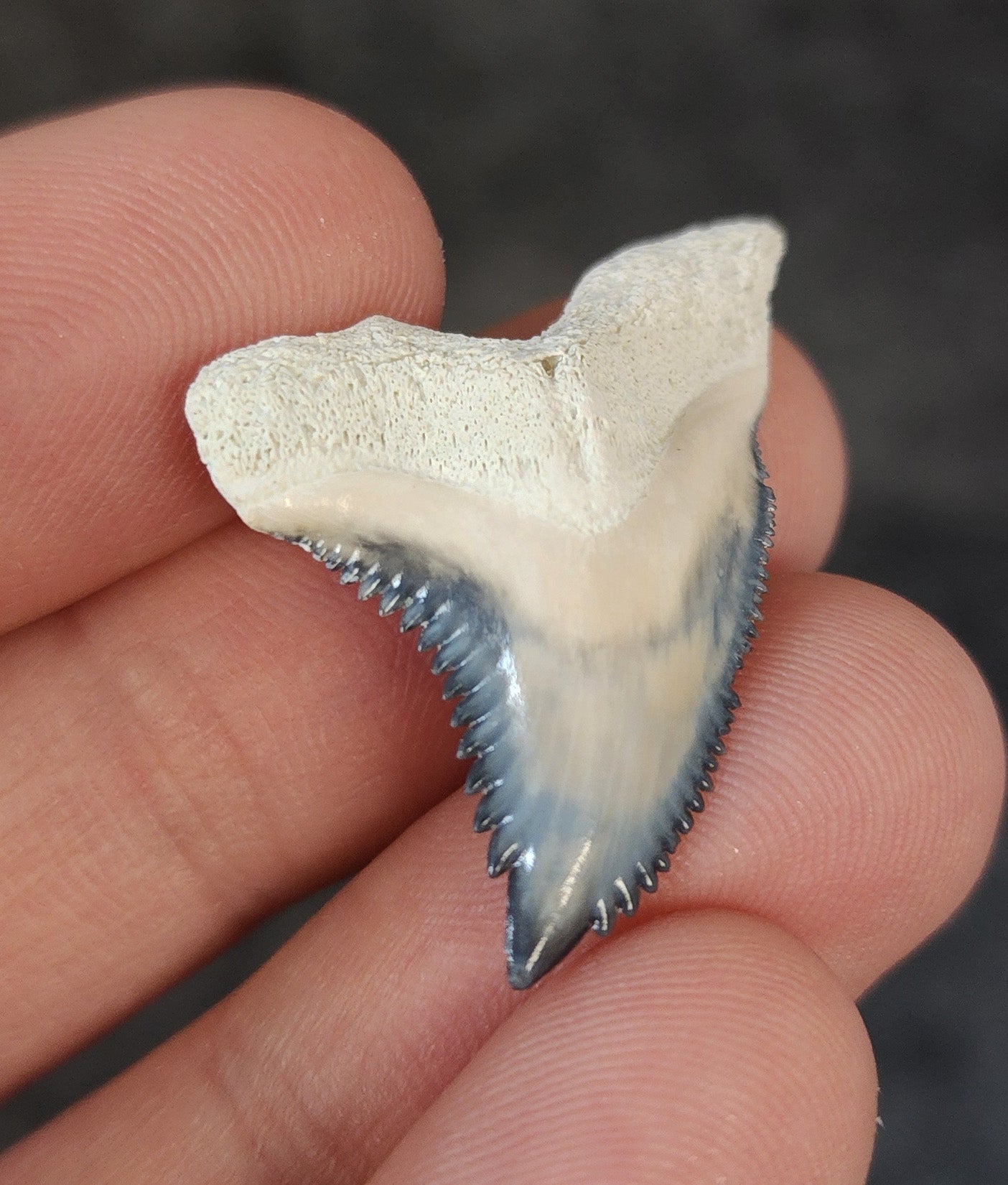 High Quality, 1.33" Fossil Hemipristis Tooth - Bone Valley, Florida - Fossil Driven
