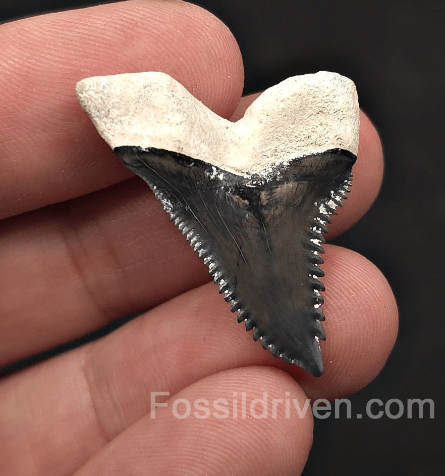 High-Quality 1.37" Fossil Hemipristis Shark Tooth - Bone Valley, Florida - Fossil Driven
