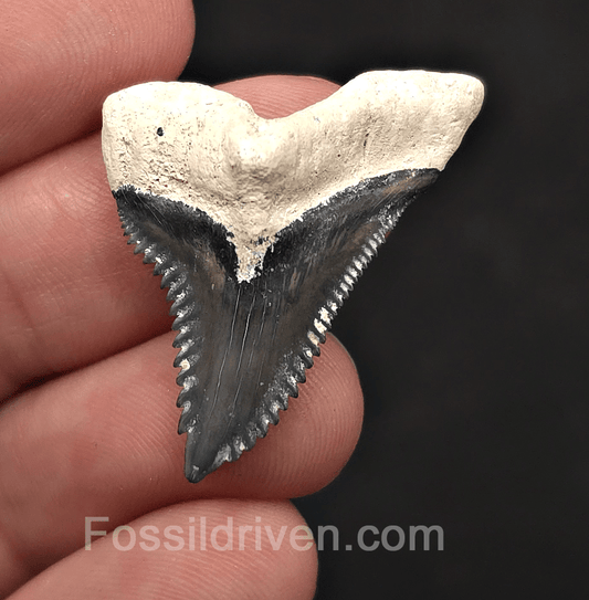 High-Quality 1.37" Fossil Hemipristis Shark Tooth - Bone Valley, Florida - Fossil Driven