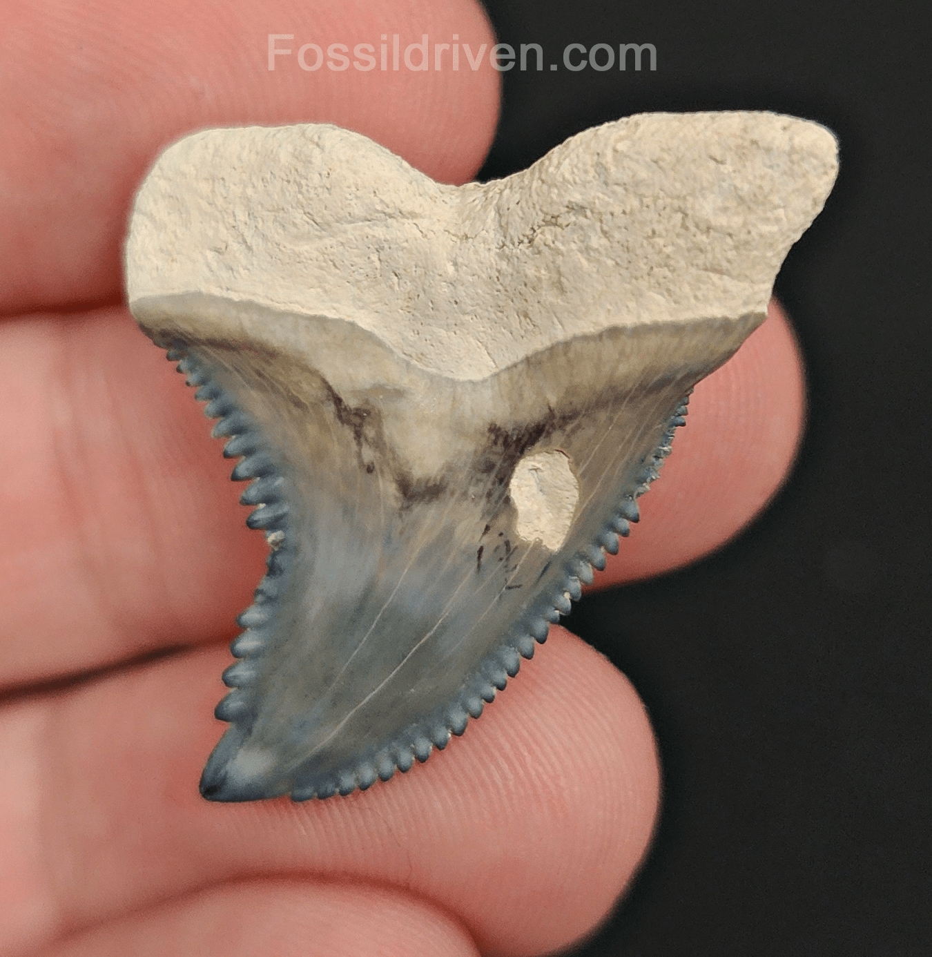 High Quality, 1.39" Fossil Hemipristis Tooth - Bone Valley, Florida - Fossil Driven
