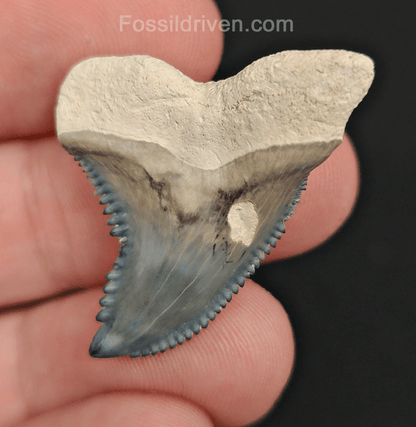 High Quality, 1.39" Fossil Hemipristis Tooth - Bone Valley, Florida - Fossil Driven