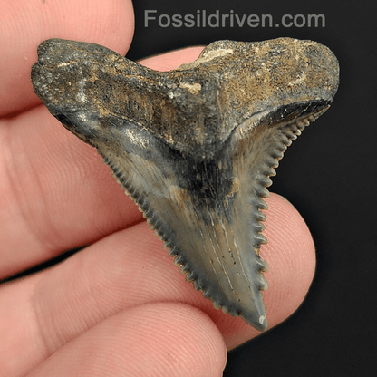 High Quality, 1.46" Fossil Hemipristis Tooth - Venice, Florida - Fossil Driven