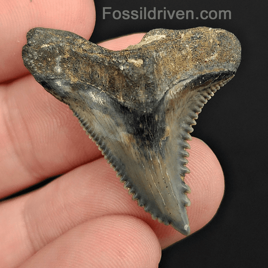 High Quality, 1.46" Fossil Hemipristis Tooth - Venice, Florida - Fossil Driven