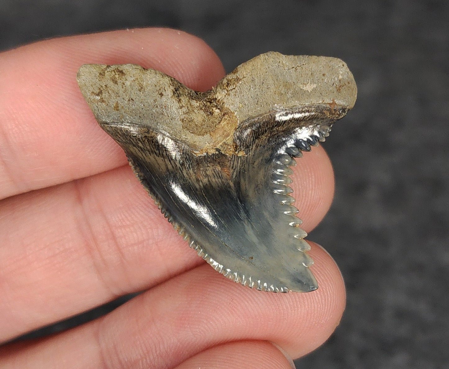 High Quality, 1.47" Fossil Hemipristis Tooth - Venice, Florida - Fossil Driven