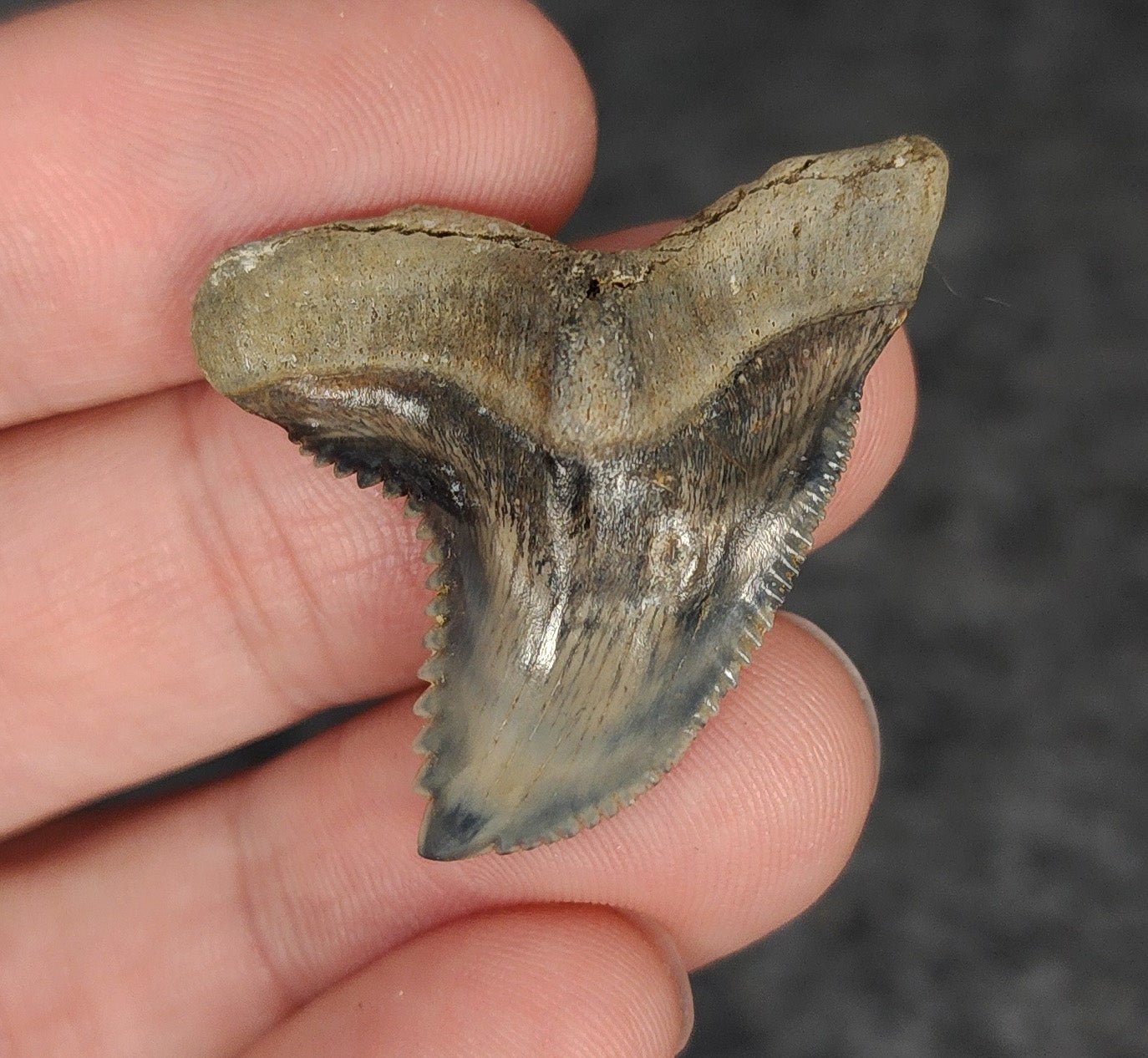 High Quality, 1.47" Fossil Hemipristis Tooth - Venice, Florida - Fossil Driven