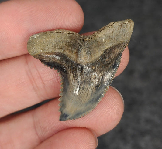 High Quality, 1.47" Fossil Hemipristis Tooth - Venice, Florida - Fossil Driven