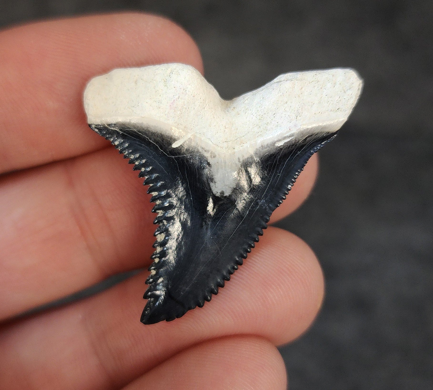 High Quality, 1.50" Fossil Hemipristis Tooth - Bone Valley, Florida - Fossil Driven