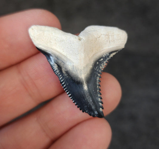 High Quality, 1.50" Fossil Hemipristis Tooth - Bone Valley, Florida - Fossil Driven