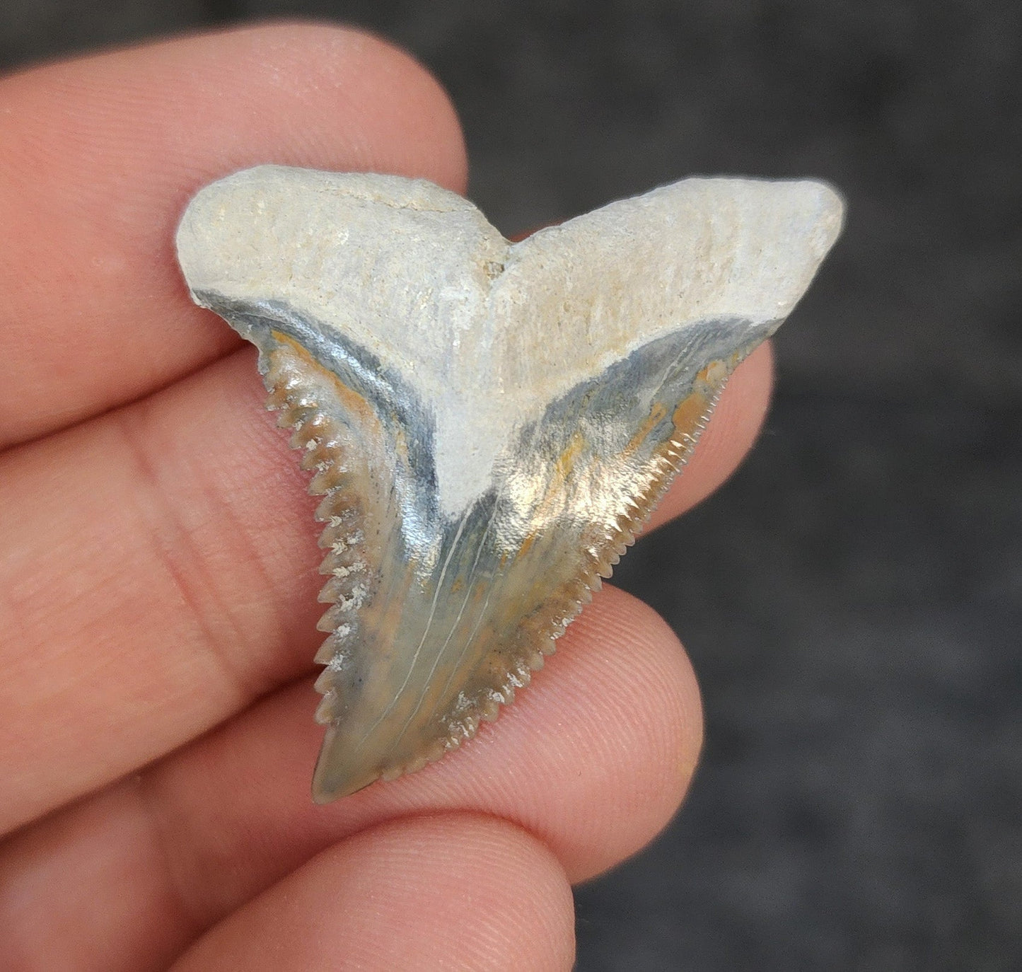 High Quality, 1.51" Fossil Hemipristis Tooth - Bone Valley, Florida - Fossil Driven