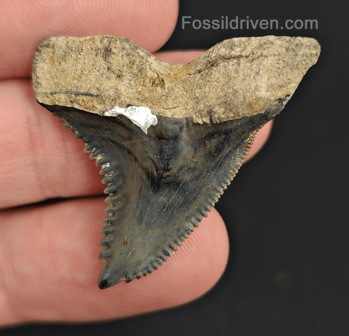 High Quality, 1.51" Fossil Hemipristis Tooth - Golden Beach, Florida - Fossil Driven