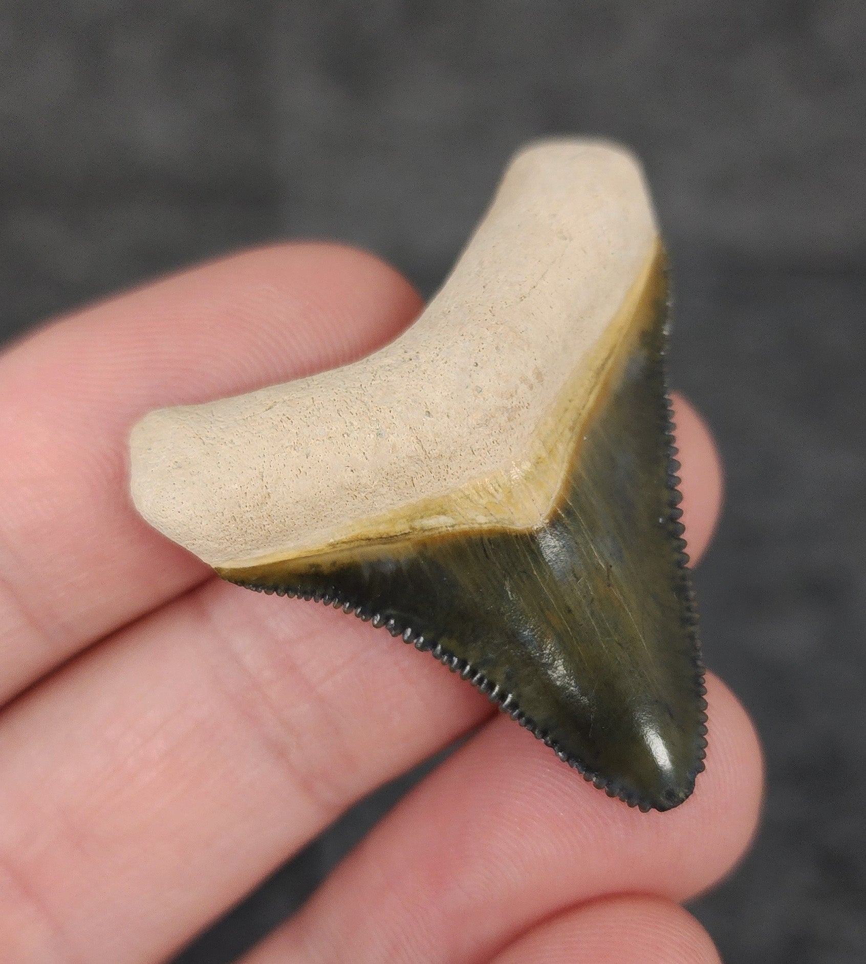 High Quality, 1.56" Fossil Megalodon Tooth - Bone Valley, Florida - Fossil Driven