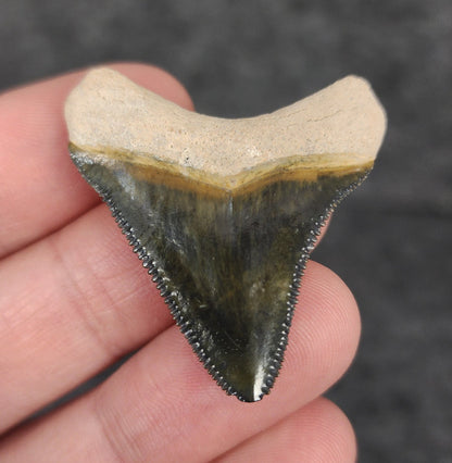 High Quality, 1.56" Fossil Megalodon Tooth - Bone Valley, Florida - Fossil Driven