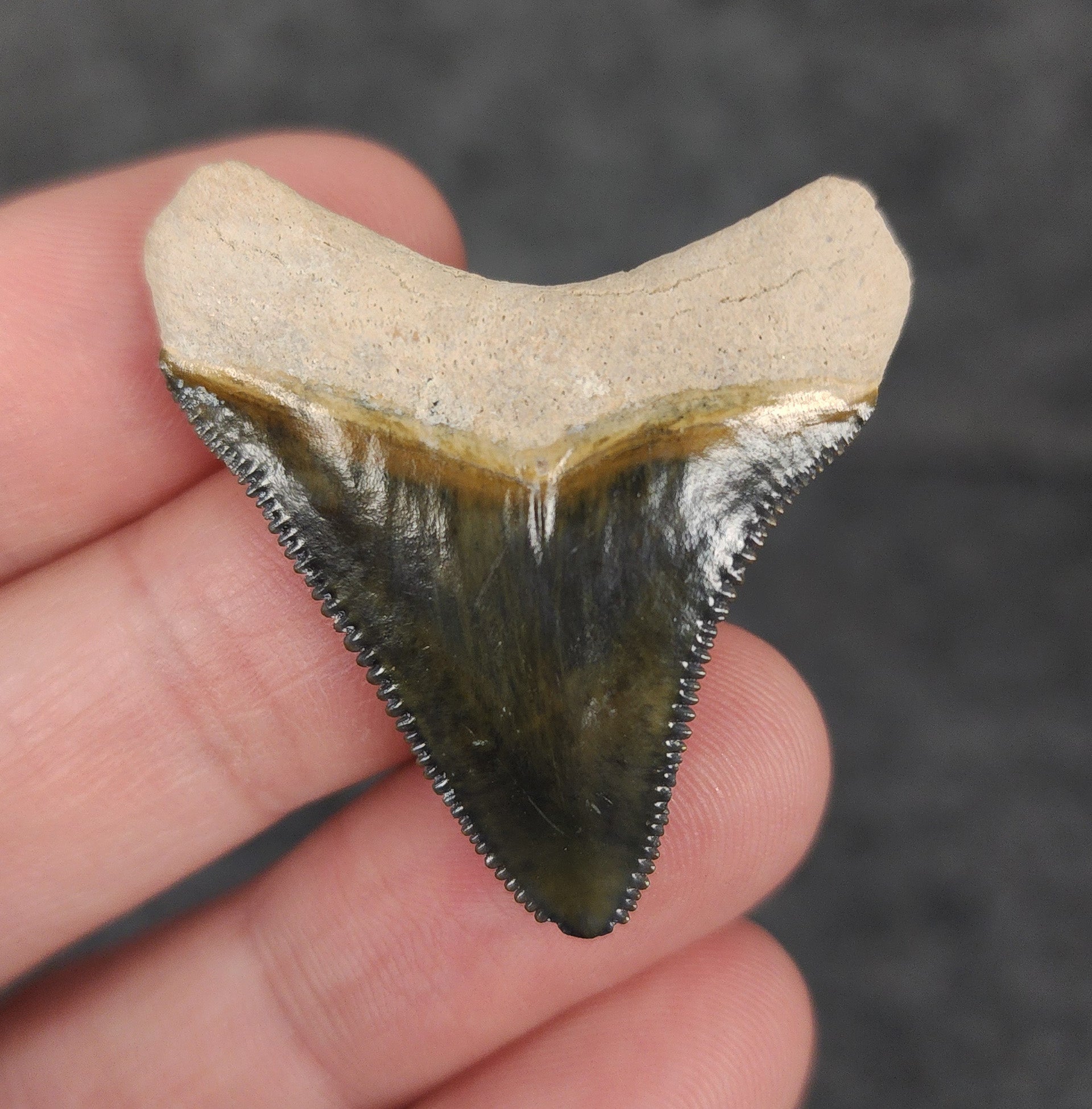 High Quality, 1.56" Fossil Megalodon Tooth - Bone Valley, Florida - Fossil Driven