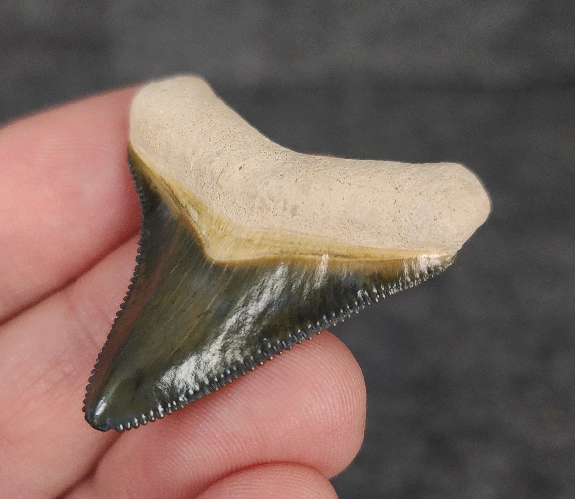 High Quality, 1.56" Fossil Megalodon Tooth - Bone Valley, Florida - Fossil Driven