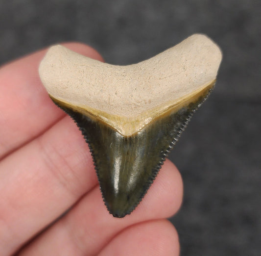 High Quality, 1.56" Fossil Megalodon Tooth - Bone Valley, Florida - Fossil Driven