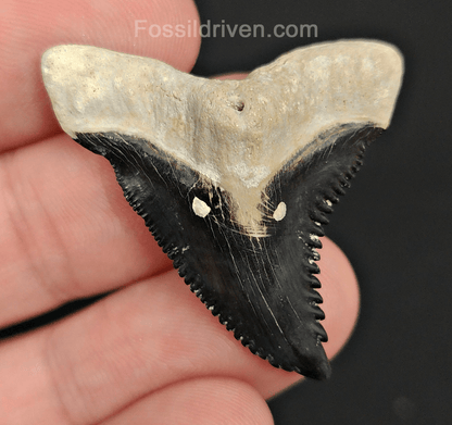 High Quality, 1.57" Fossil Hemipristis Tooth - Bone Valley, Florida - Fossil Driven