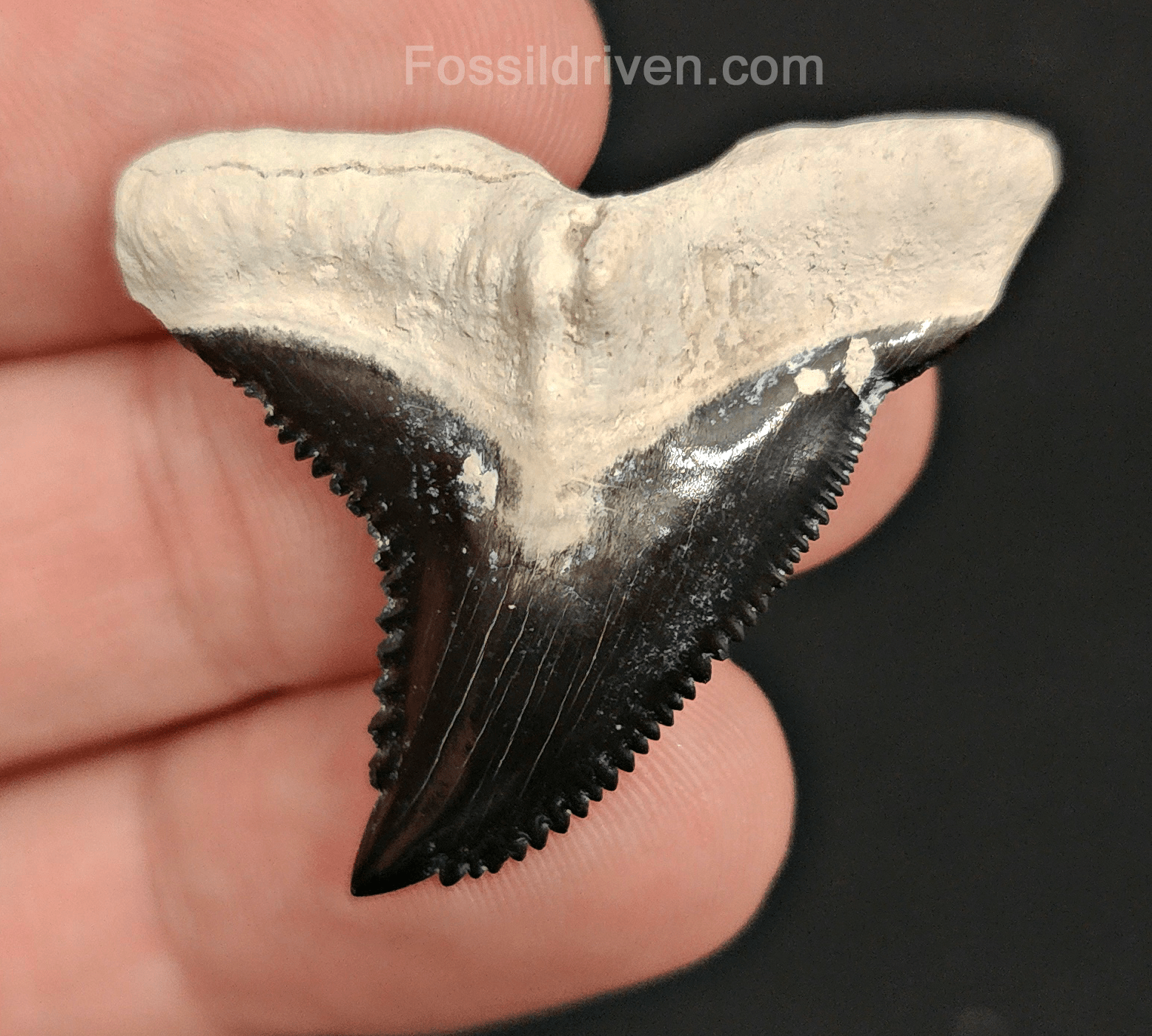 High Quality, 1.57" Fossil Hemipristis Tooth - Bone Valley, Florida - Fossil Driven