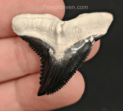 High Quality, 1.57" Fossil Hemipristis Tooth - Bone Valley, Florida - Fossil Driven